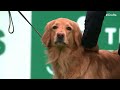 Working Group Judging | Crufts 2024