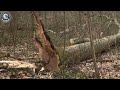 100 Amazing Fastest Big Chainsaw Cutting Tree Machines Working At Another Level