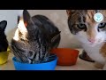 17 Hacks Should I Let My Cat Move Her Kittens? | Pets Caring Hub