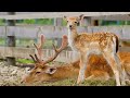 Baby Animals 4K (60 FPS) - Tiny Baby Animals Discovering Nature With Relaxing Music