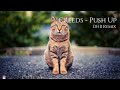 Creeds - Push Up (DHB Remix) | Visualized Song