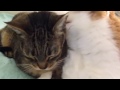 Two Cats Cleaning Each Others Ears