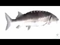 Spinning fish