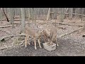 Deer Family January 2024