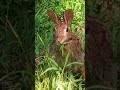 relax 6 minutes cottontail bunny rabbit eats loads of grass in my yard alternative lawn maintenance