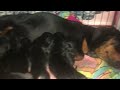 Dachshund Mama Mimi feeding all NINE of her weenie babies breakfast…