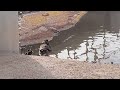 Protective mama duck