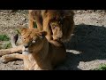 Lion mating video - The Wildlife Explorer