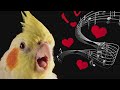 Things You NEED to Know about Taming #Cockatiels #birds