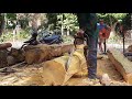 Lão Nông Già Xách Máy Cưa Lốc Xẻ Cây Gỗ Mít Quý Làm Cột Nhà | Use a Big Saw To Cut The Wood