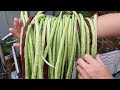 Cách trồng đậu đũa cho thu hoạch nhiều lần | Bà Lan - Nông dân sân thượng #49