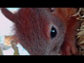 A nine-week-old red squirrel