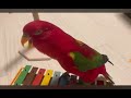 strange sound red birb