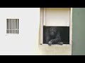 Teen Male Gorilla Still Loves His Dad  | The Shabani's Group