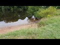 Welsh Springer Spaniel having fun by the river