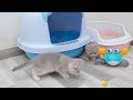 So Cute And Funny Kittens Vs Fake Crab 🤣