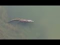 MONSTER CROC towers over BULL SHARK - Ivanhoe Crossing Kununurra, The Kimberley, WA