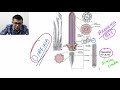 Histología | Epitelios | Especializaciones del dominio apical