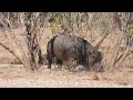 Mana Pools Trip - August 2023.  Meet some wonderful elephants on the banks of the Mighty Zambezi.
