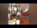 Funniest Cats 😻 Best Funny Animal Videos 2024 🐱😹
