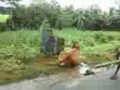 FLOOD IN SAKHIGOPAL3.3gp