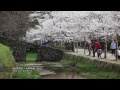 Lovely Sakura Street in Japan