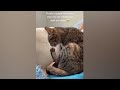 Funny Moments of Cats | Funny Video Compilation - Fails Of The Week Part 8