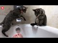 Best_Funny_Animal_Videos_:_Funniest_Cat_And_Dog_Videos_#2(360p)