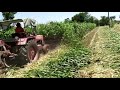 Jowar cutting Mahindra tractor  ( priya reaper )   GUJARAT,  Dhrangadhra