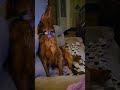 Golden Retriever howling