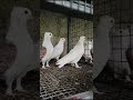 sentinet lot available for sale omg  600 par pics by sonu ansari #fancypigeon #sentinetkabutar