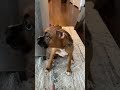 How to argue with a boxer puppy #shorts