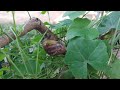 Snails live on trees, and eat plants for food.