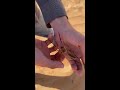 Giant Camel Spider Bite