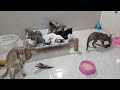 Funniest Cats And Dogs Videos😻- Best Funny Animal Videos 2024😼