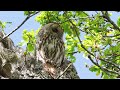 Kattuggla / Tawny Owl | Tinnerö Eklandskap | 4k