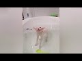 Awesome Pets ✨ - Funny Dogs and Cats Compilation😇 #12