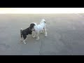 Dog wrestling