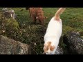 Scottish Highland Cattle In Finland: Cat is interesting and scary