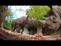 Hungry Rhino Squishes And Eats Giant Watermelon