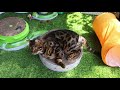 15 things you didn't know about the Bengal cat