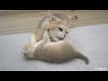 Mom cat hugs tightly the kitten who doesn't want to wash and is trying to get away