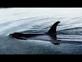 Orcas on the beach