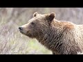 Find Out Why Grizzly Bear 399 is SO FAMOUS! History of an Icon