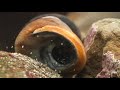 These Feisty Hermit Crabs Brawl Over Snail Shells | Deep Look