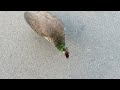 A Peahen Unties My Shoelaces!