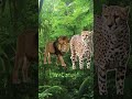 Lion Vs All | #lion #tiger #animals #viral #shorts