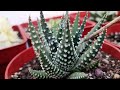 Suculentas que no necesitan sol pleno #haworthia #gasteria #aloe