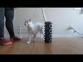 Kii goes around the foam roller