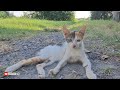 hewan lucu ayam,bebek dan anak kucing di peternakan